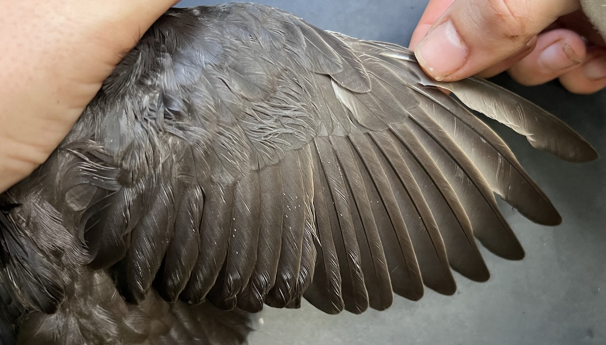 Micronesian Starling - ML643633022