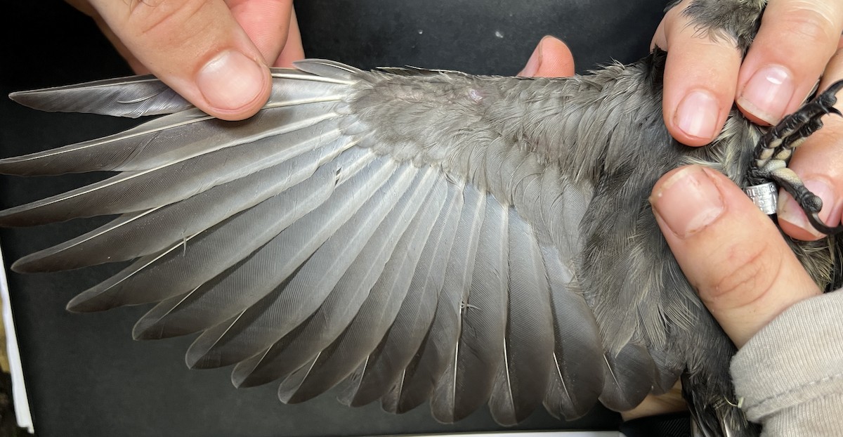 Micronesian Starling - ML643633023