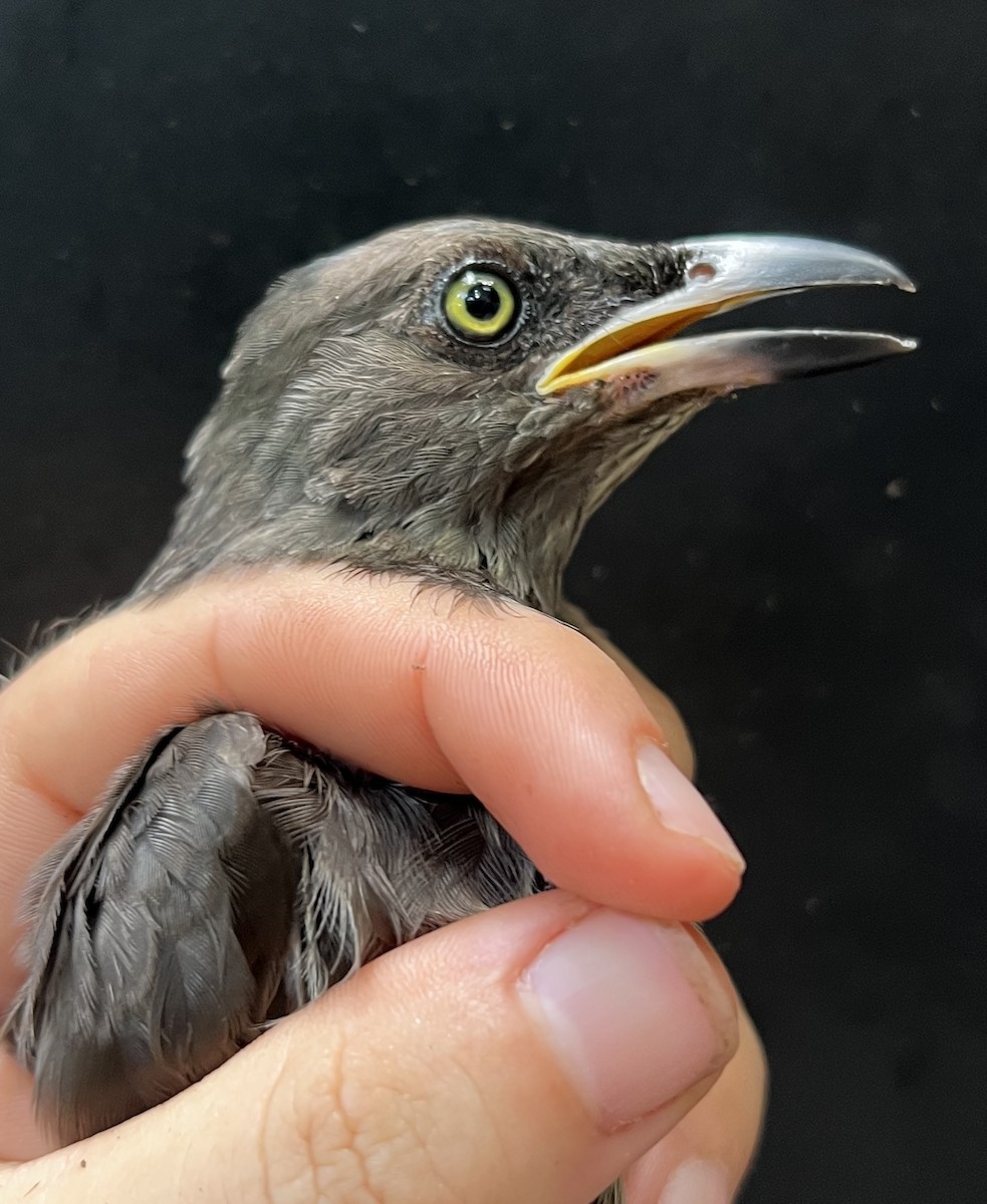 Micronesian Starling - ML643633024