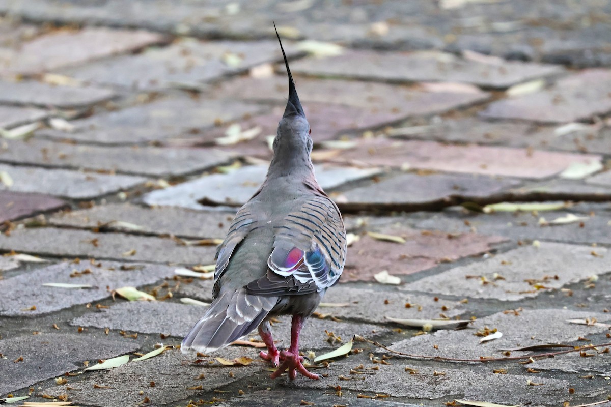 Crested Pigeon - ML643633025