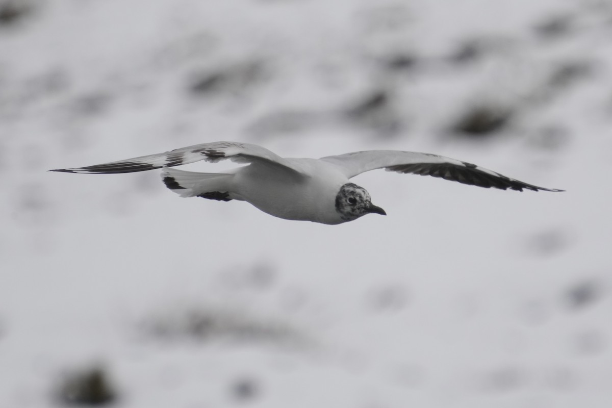 Andean Gull - ML643633030