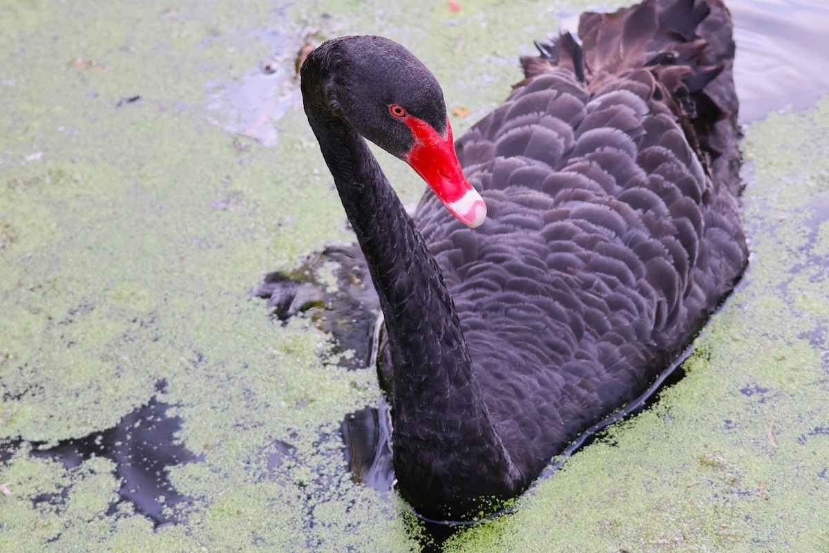 Black Swan - ML643633031