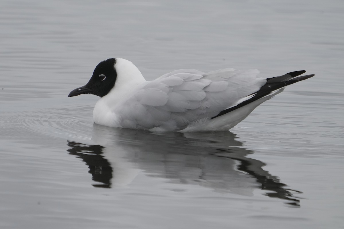 Andean Gull - ML643633033