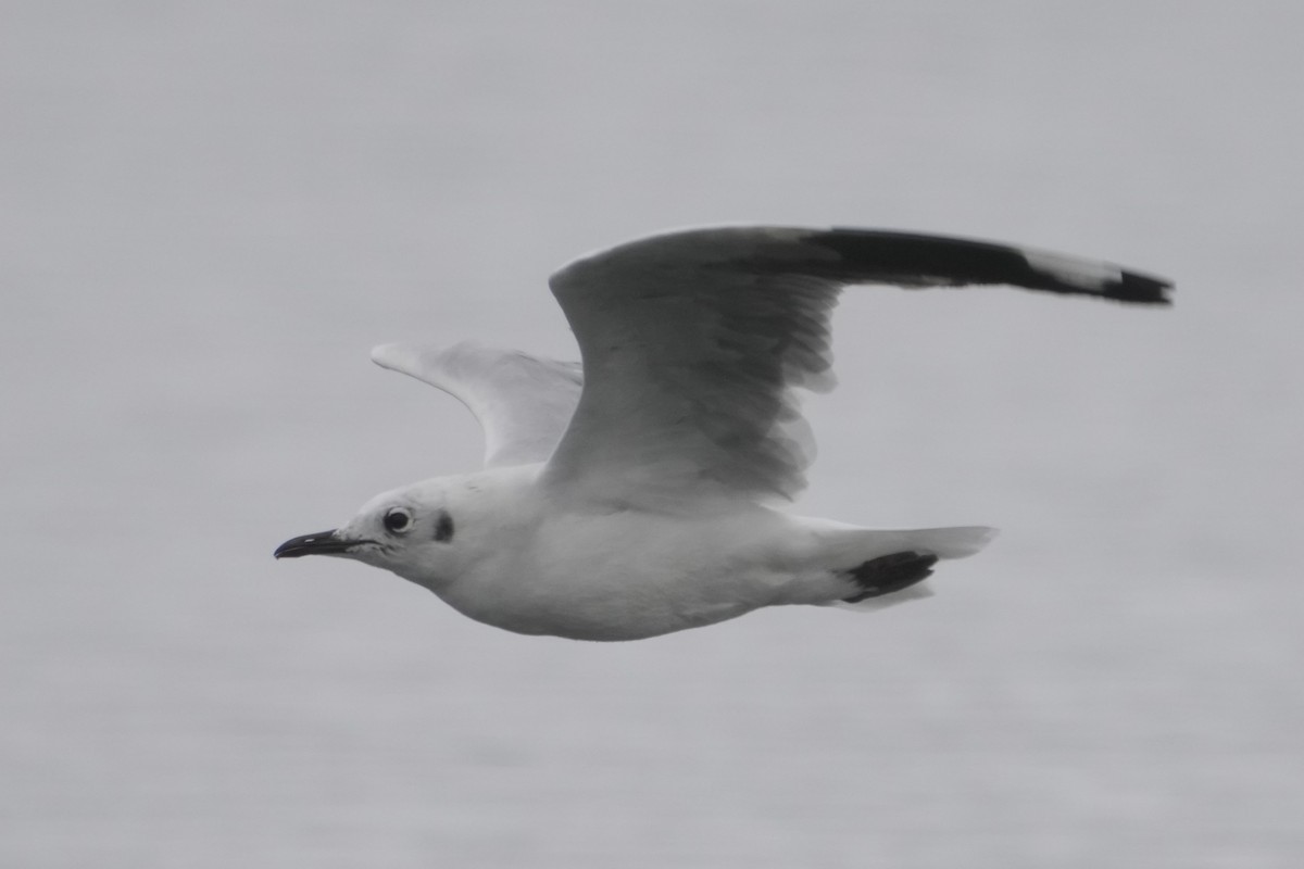 Andean Gull - ML643633035