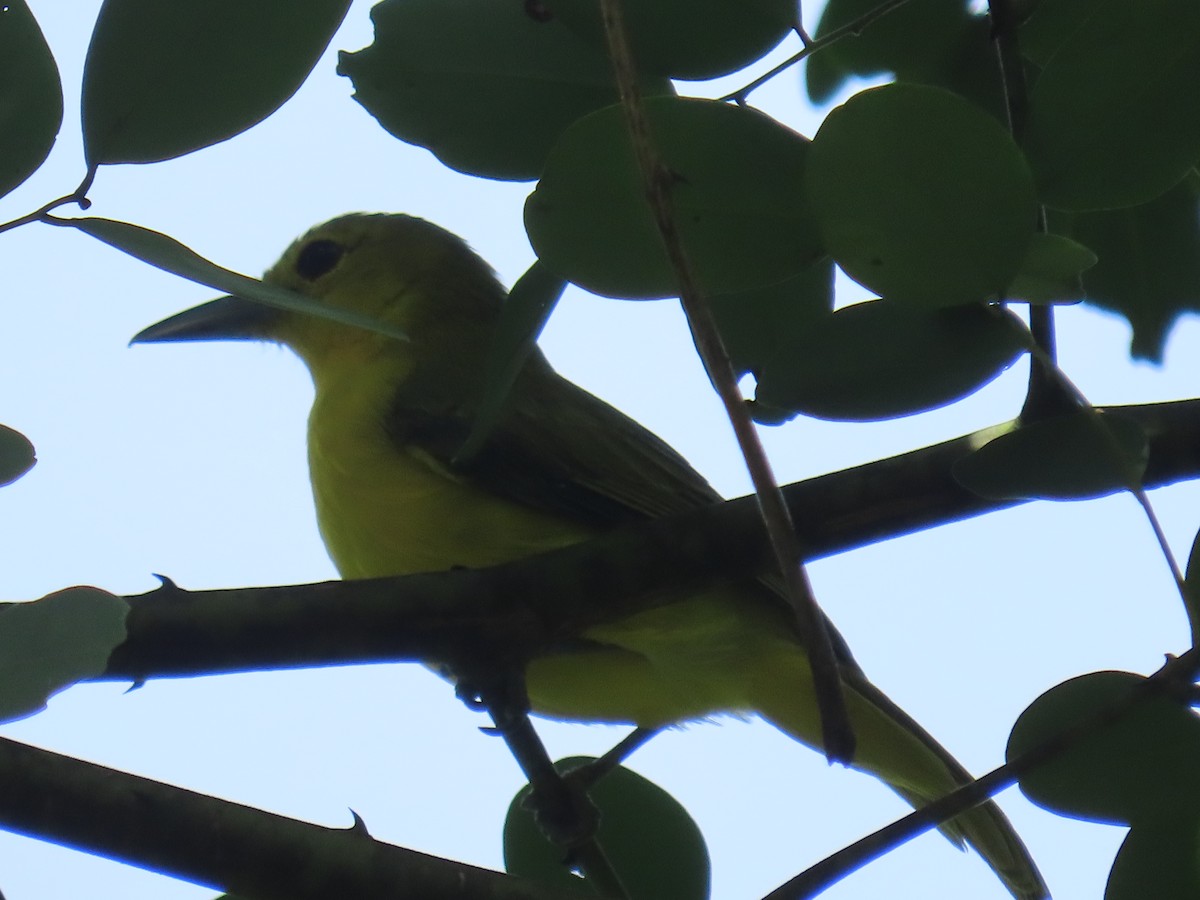 Iora de Lafresnaye - ML643633070