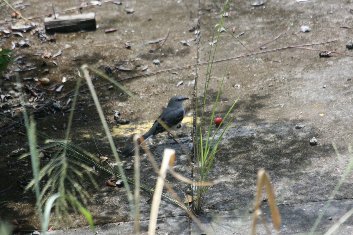 drozdec tropický - ML643633076