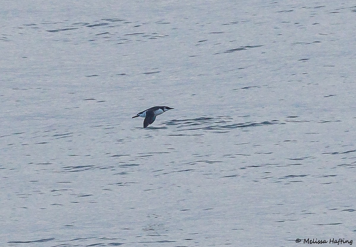 Common Murre - ML643633087