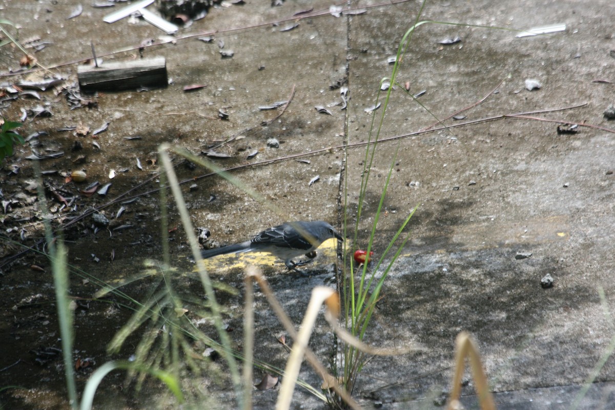 drozdec tropický - ML643633100