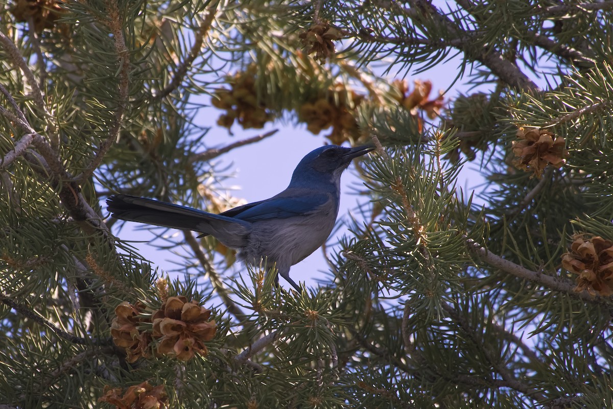 Woodhouse's Scrub-Jay - ML643633119