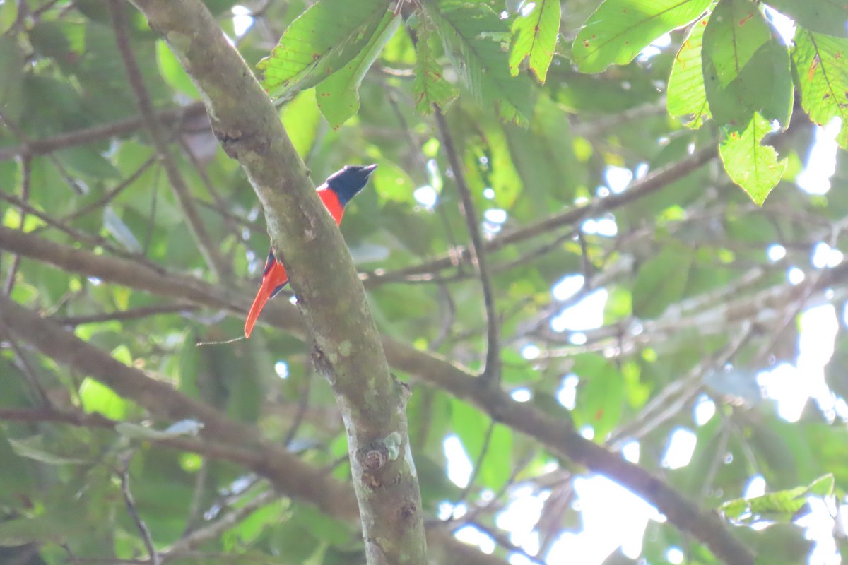 Scarlet Minivet - ML643633120