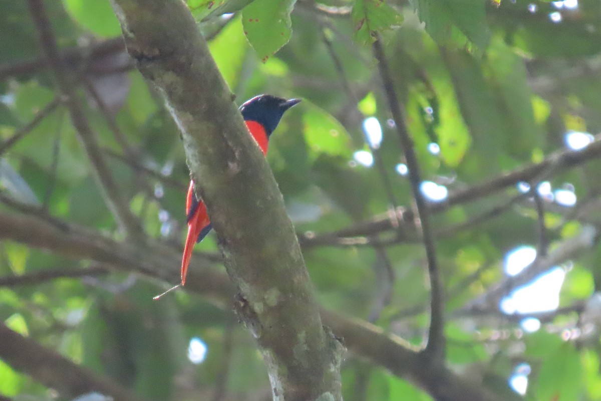 Scarlet Minivet - ML643633121