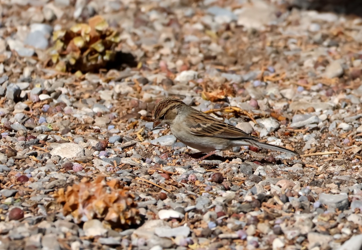 Chipping Sparrow - ML643633122