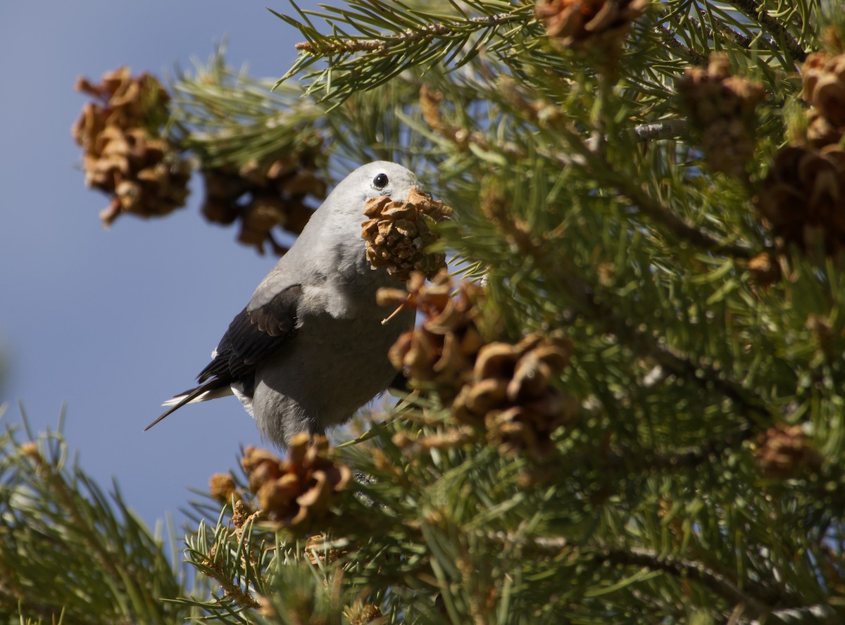 Clark's Nutcracker - ML643633126