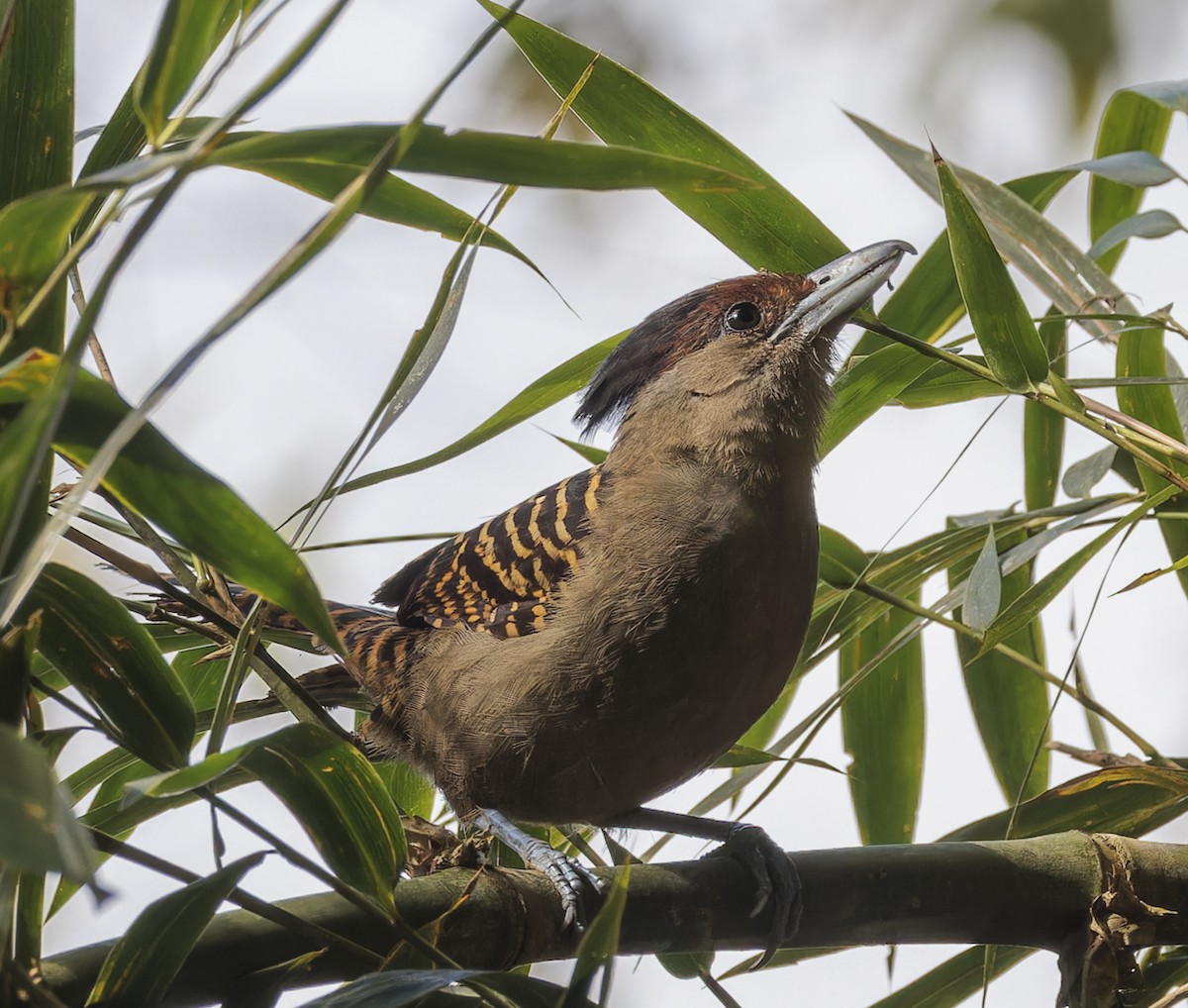 Batará Gigante - ML643633130