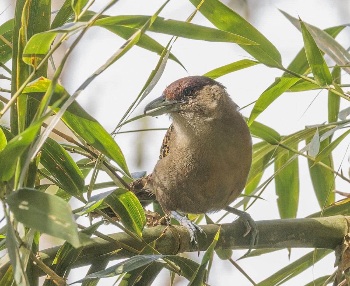 Batará Gigante - ML643633131