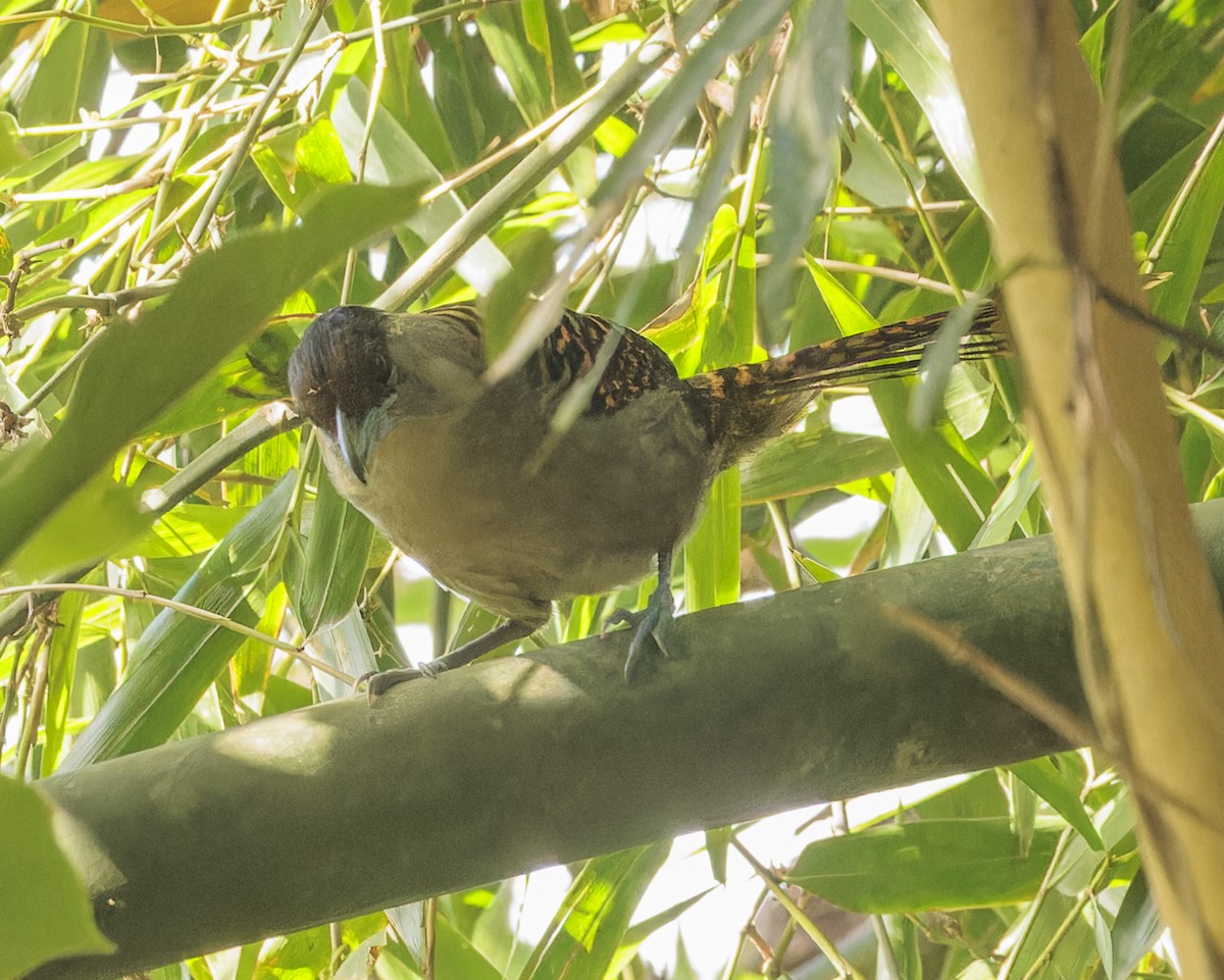 Batará Gigante - ML643633132