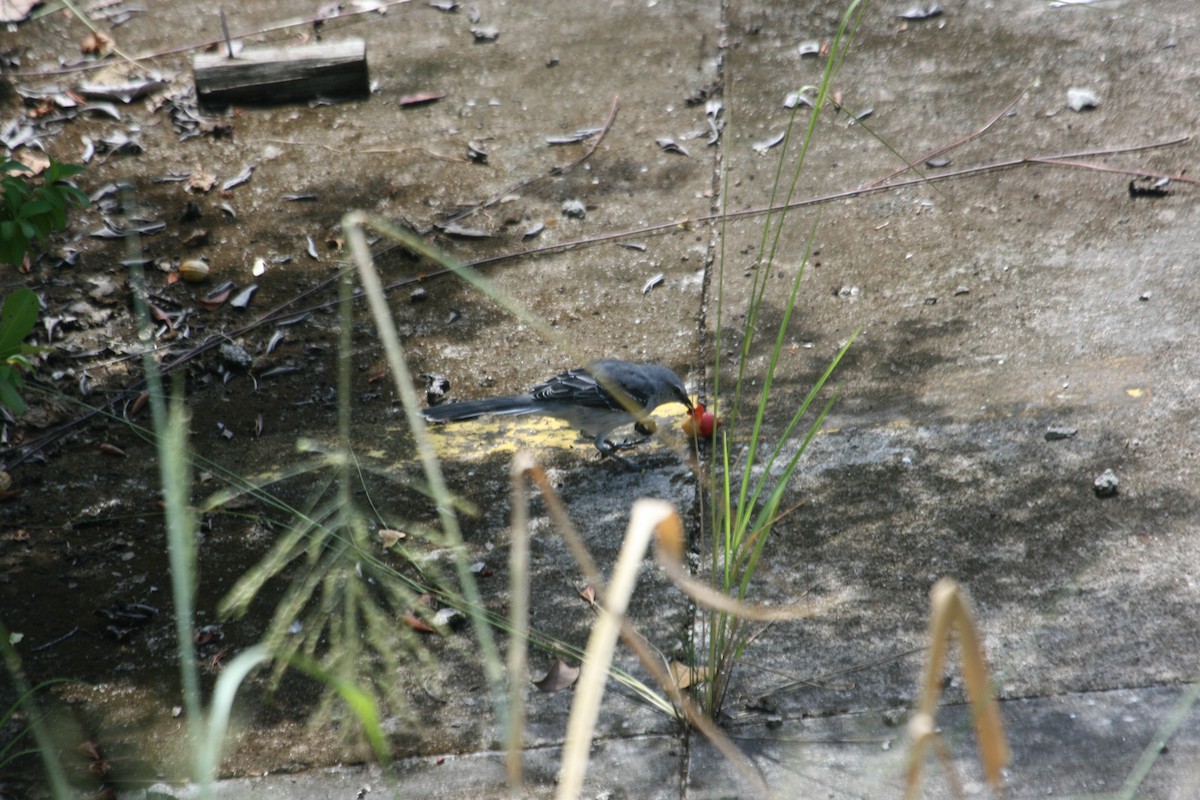 drozdec tropický - ML643633142
