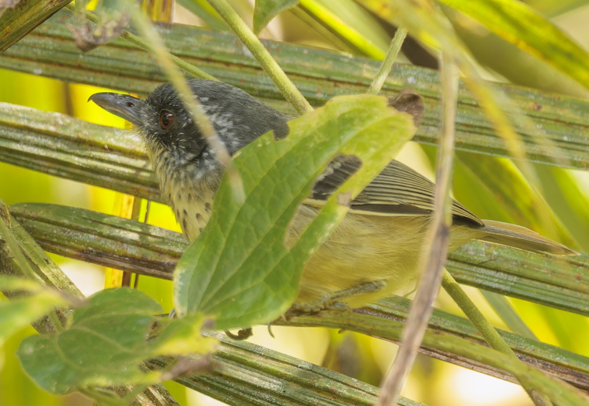 Spot-breasted Antvireo - ML643633150