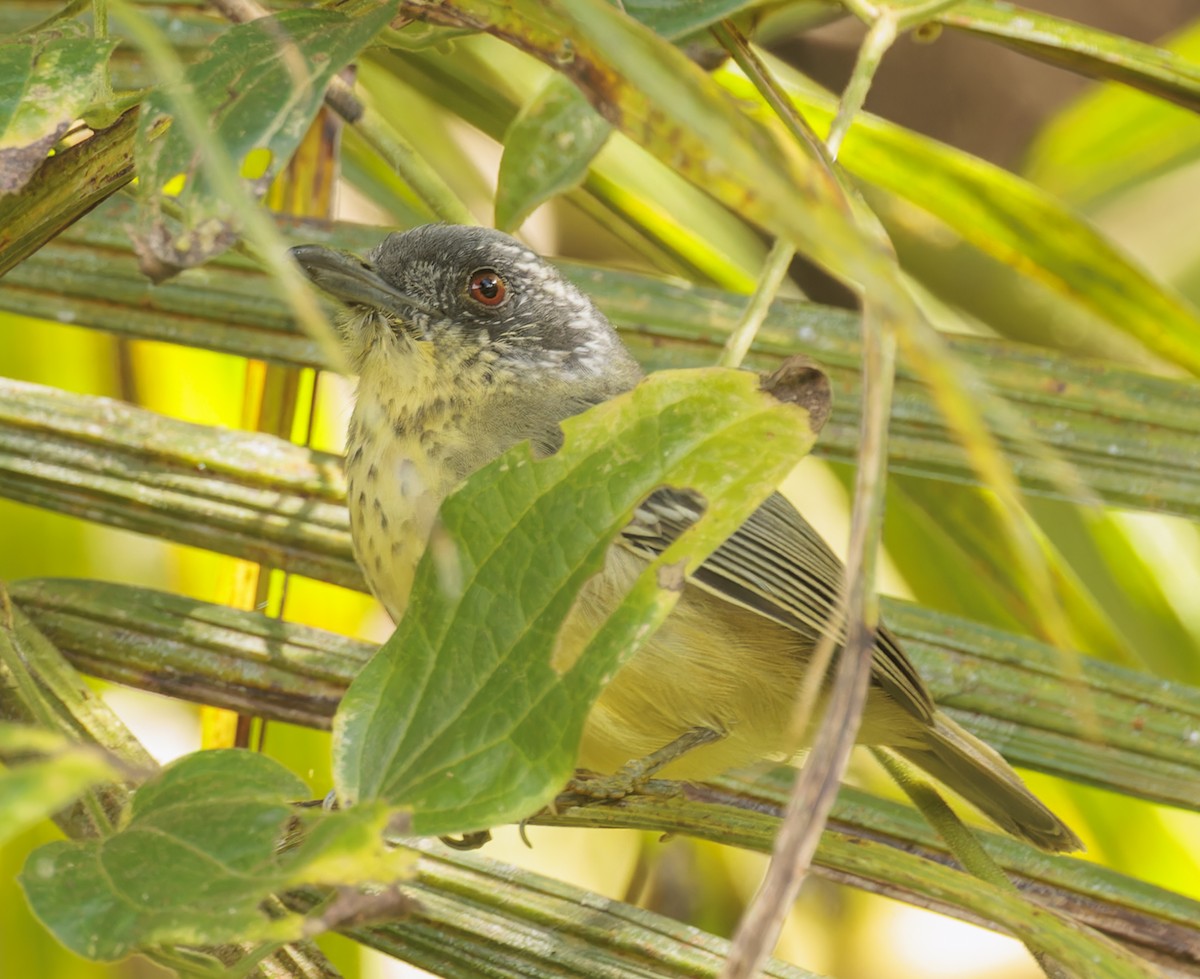 Spot-breasted Antvireo - ML643633151