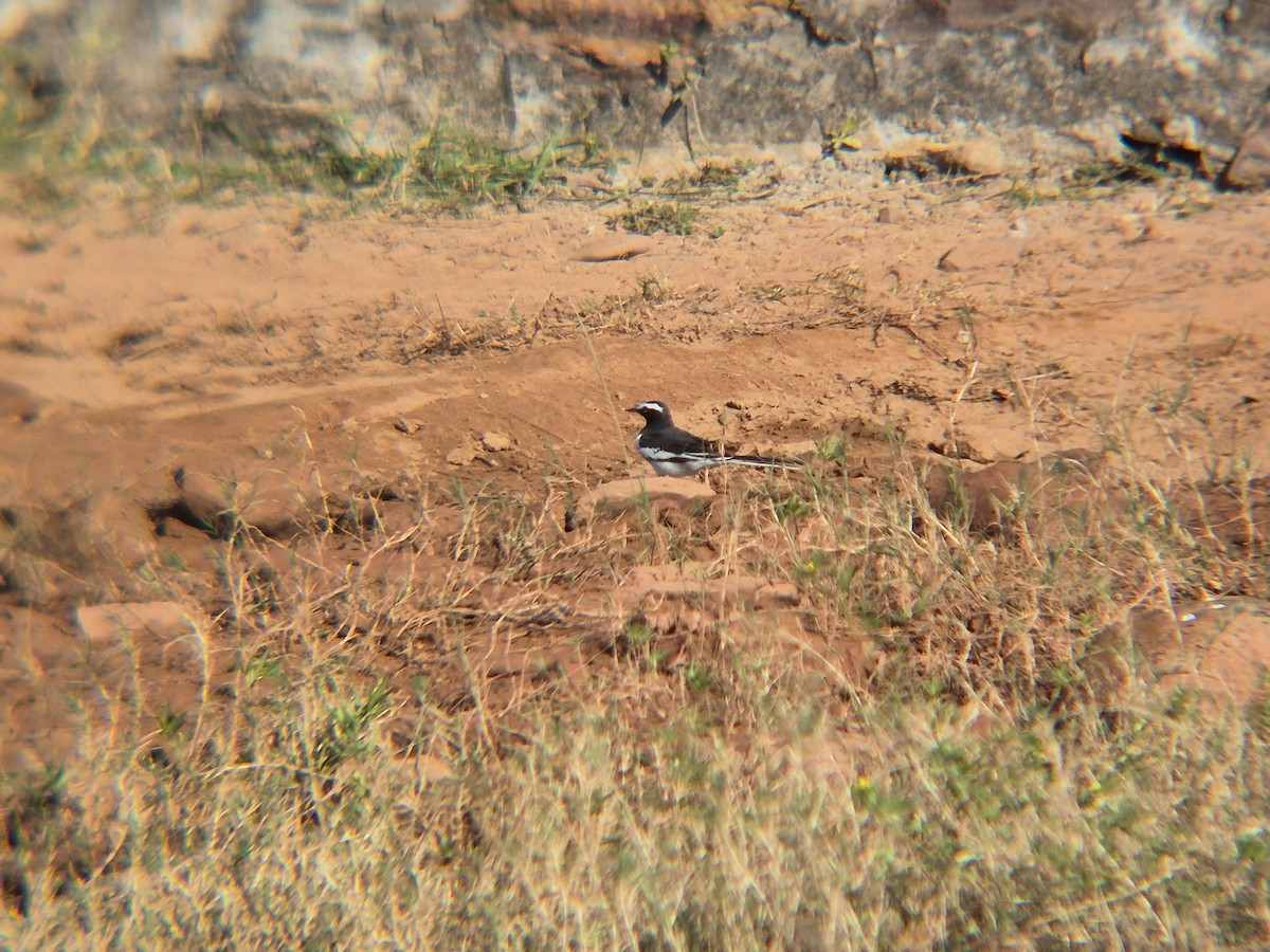 White-browed Wagtail - ML643633173