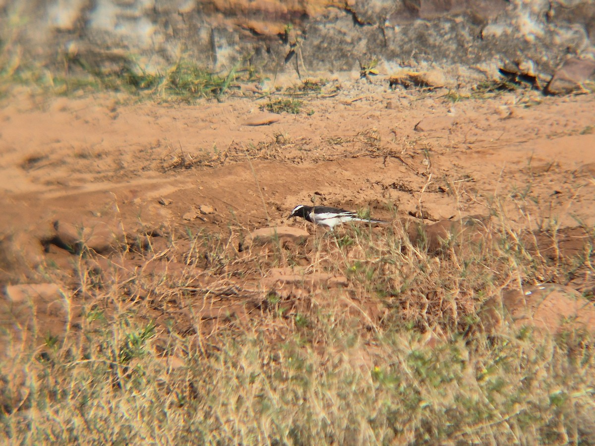 White-browed Wagtail - ML643633174