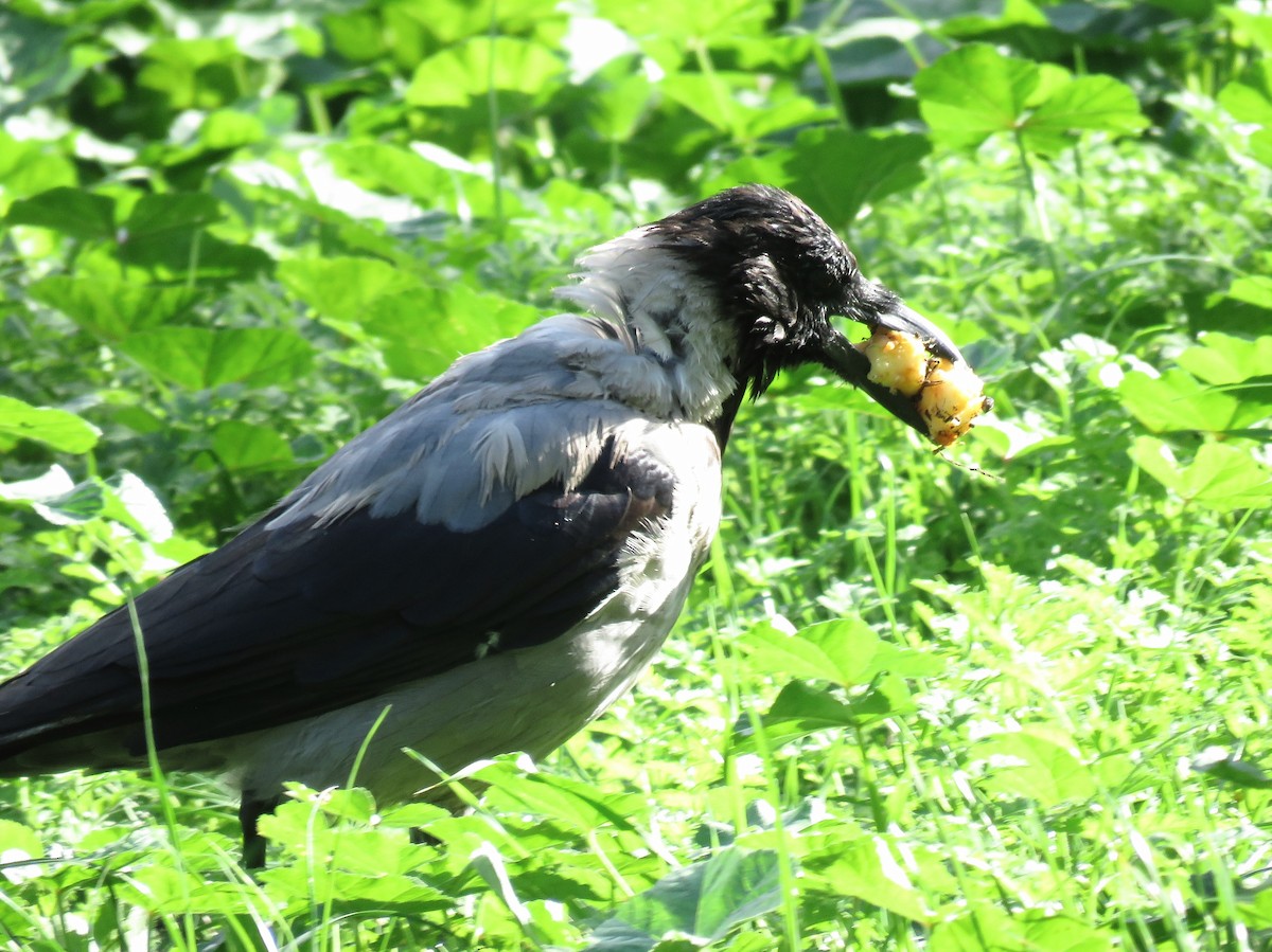 vrána šedá - ML643633277