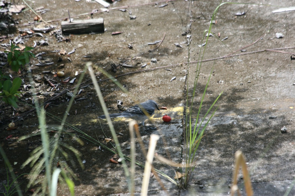drozdec tropický - ML643633279