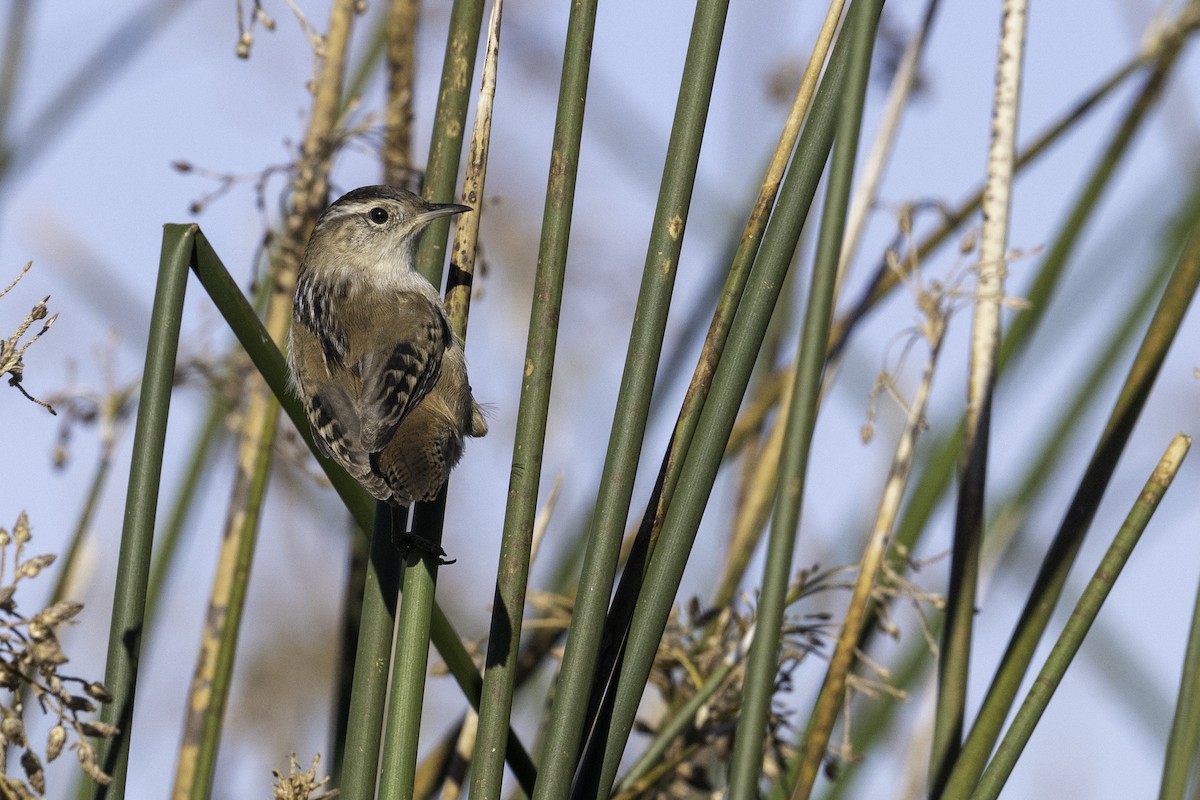 Marsh Wren - ML643633281