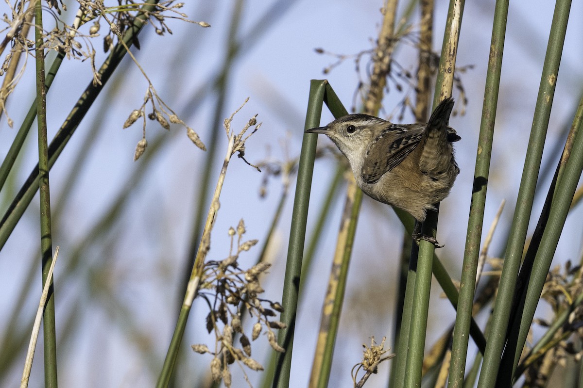 Marsh Wren - ML643633282