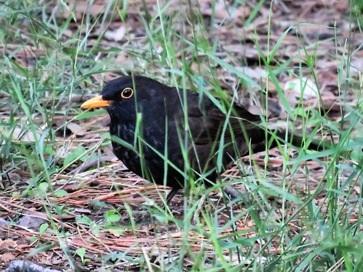 kos černý - ML643633288