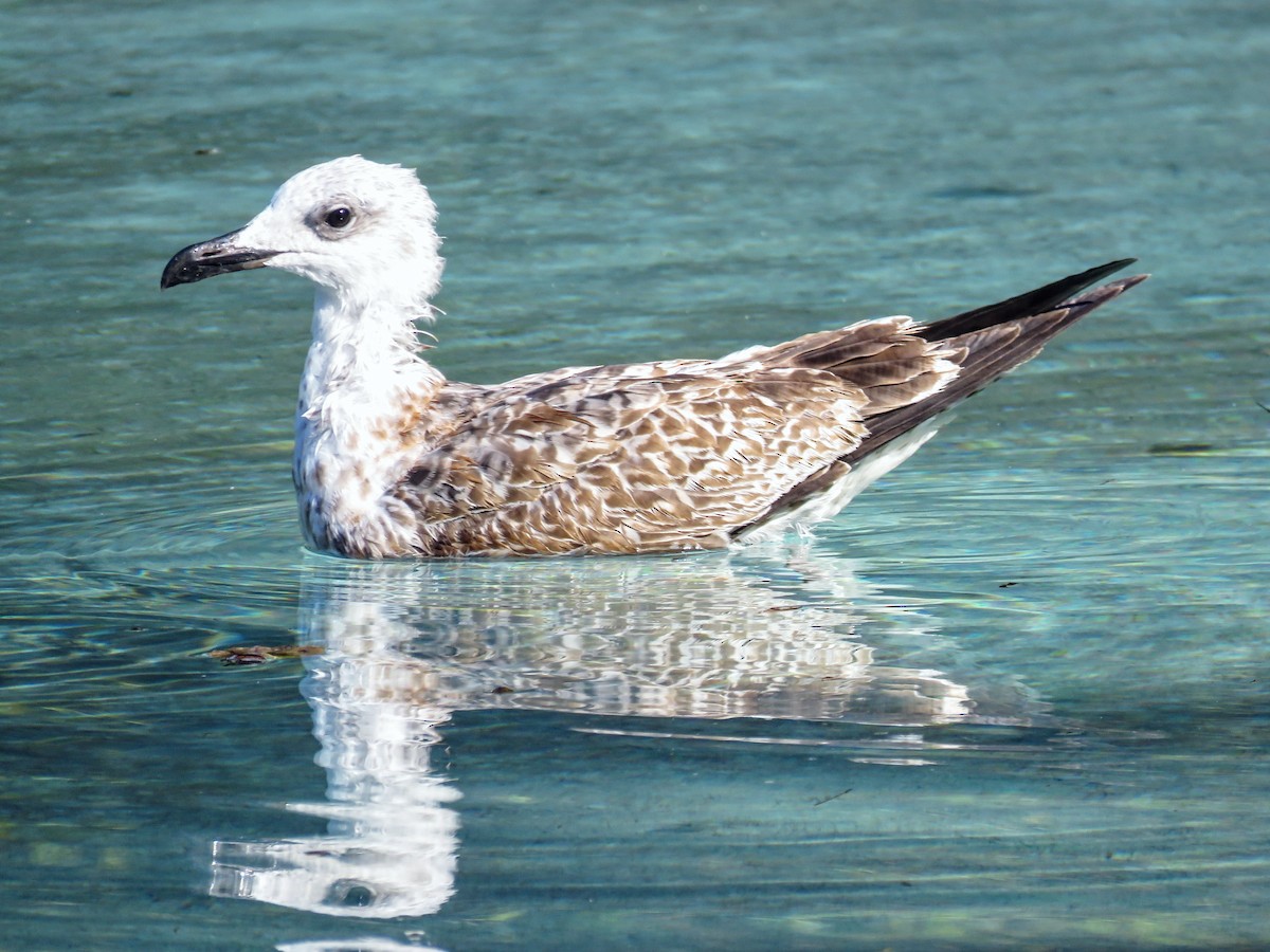 racek středomořský - ML643633291