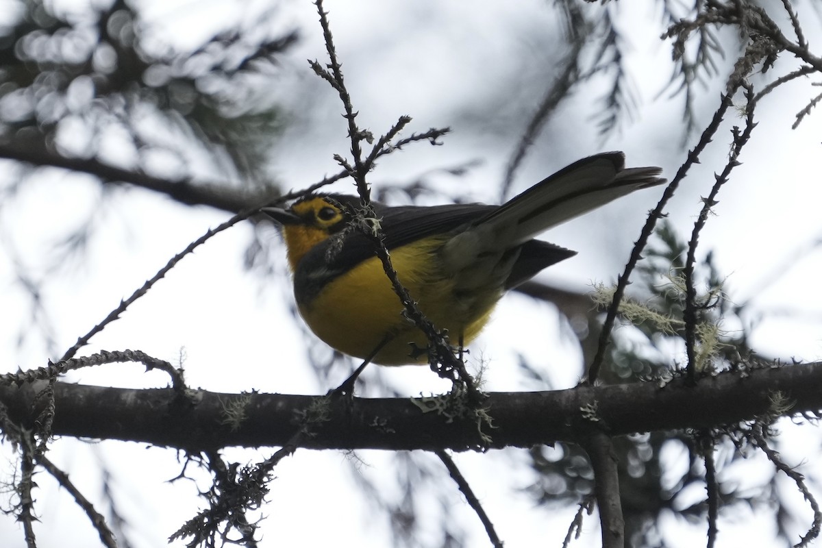 Spectacled Redstart - ML643633302