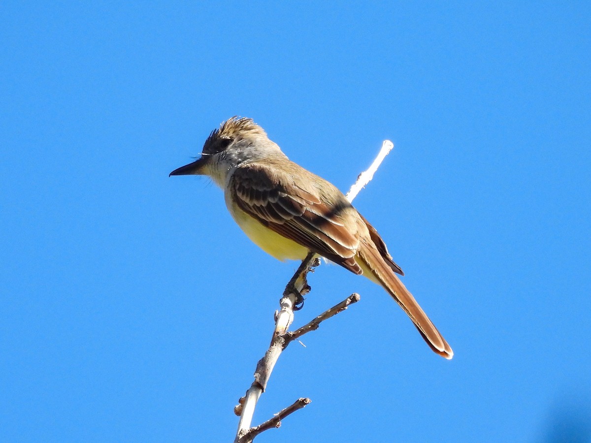 Brown-crested Flycatcher - ML643633307