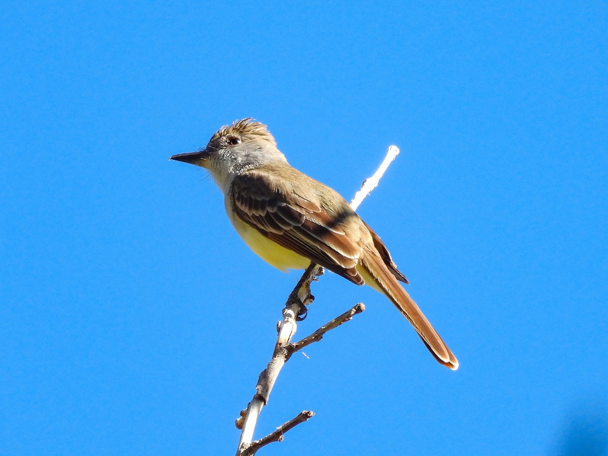 Brown-crested Flycatcher - ML643633308