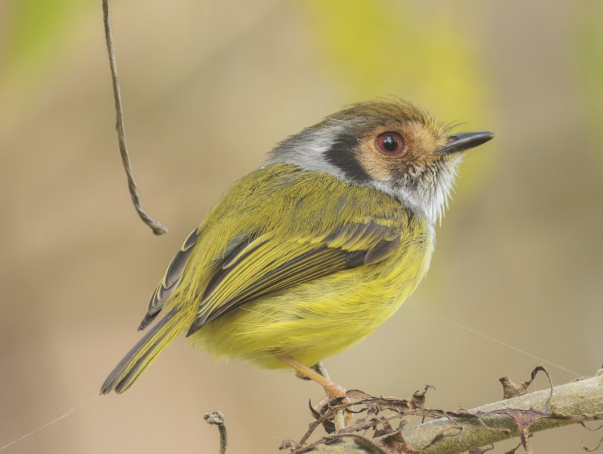 Eared Pygmy-Tyrant - ML643633320