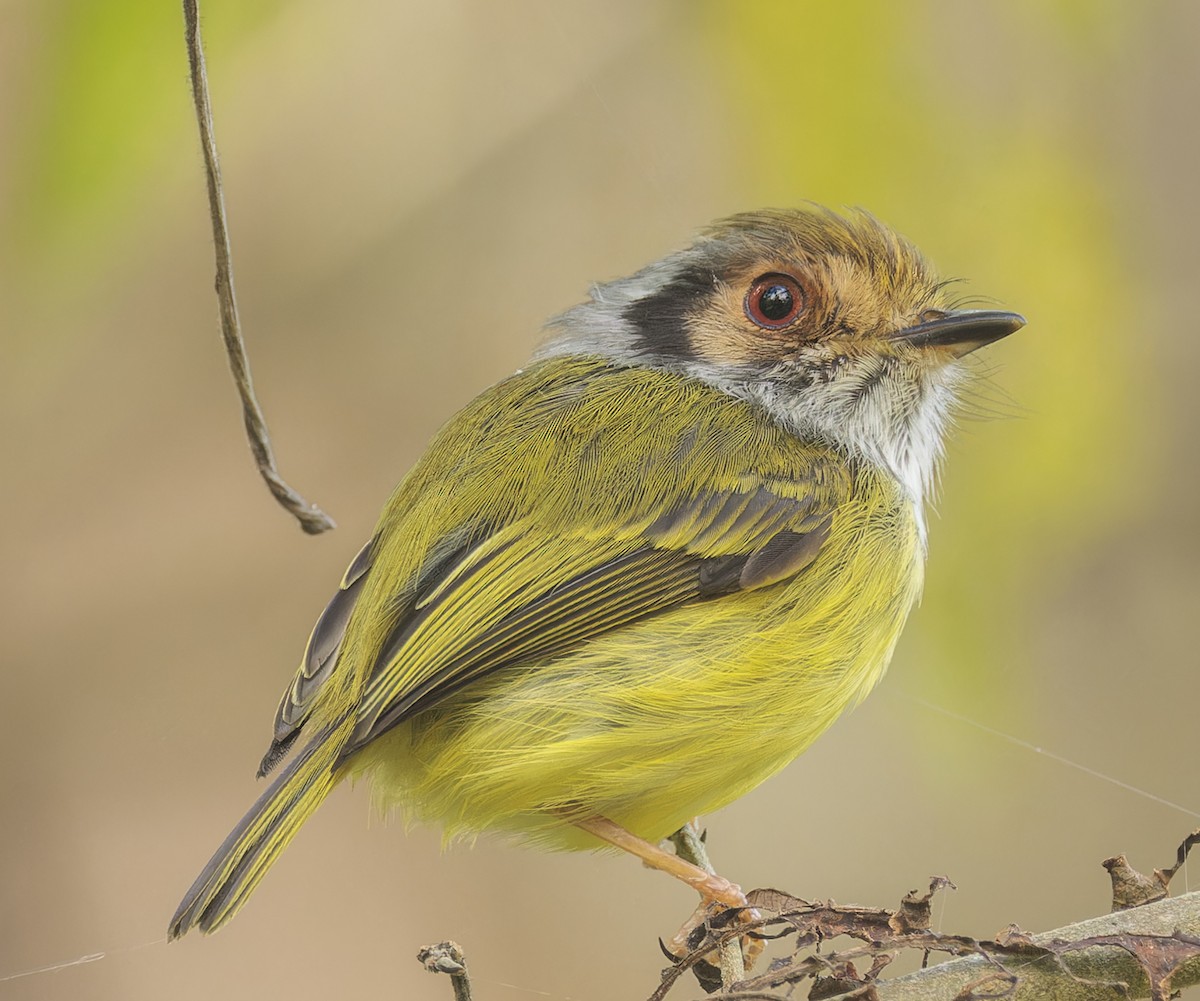 Eared Pygmy-Tyrant - ML643633322