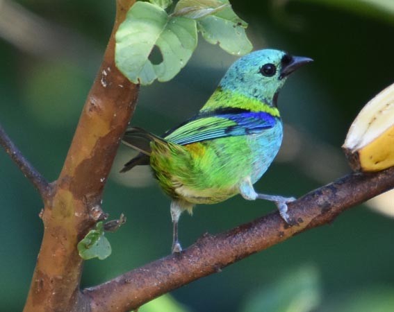 Green-headed Tanager - ML643633323