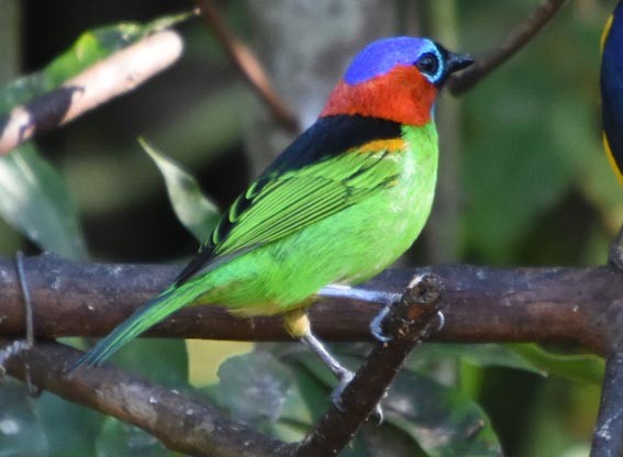 Red-necked Tanager - ML643633330