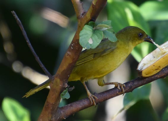 Mitrospin viréon - ML643633336