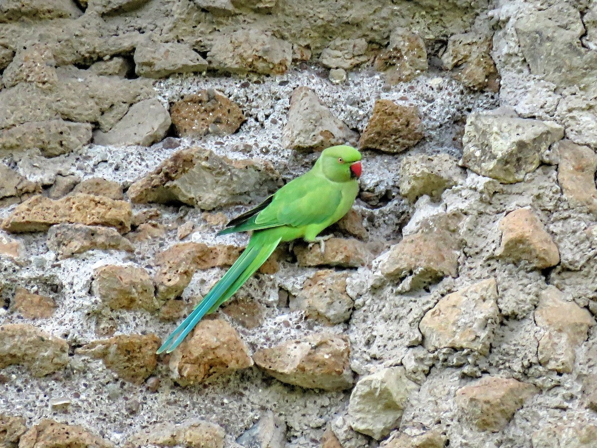 ホンセイインコ - ML643633340