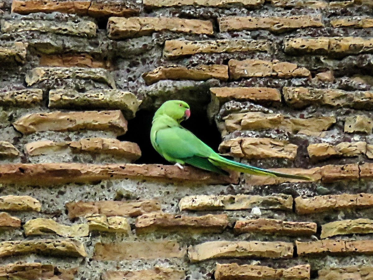 ホンセイインコ - ML643633346