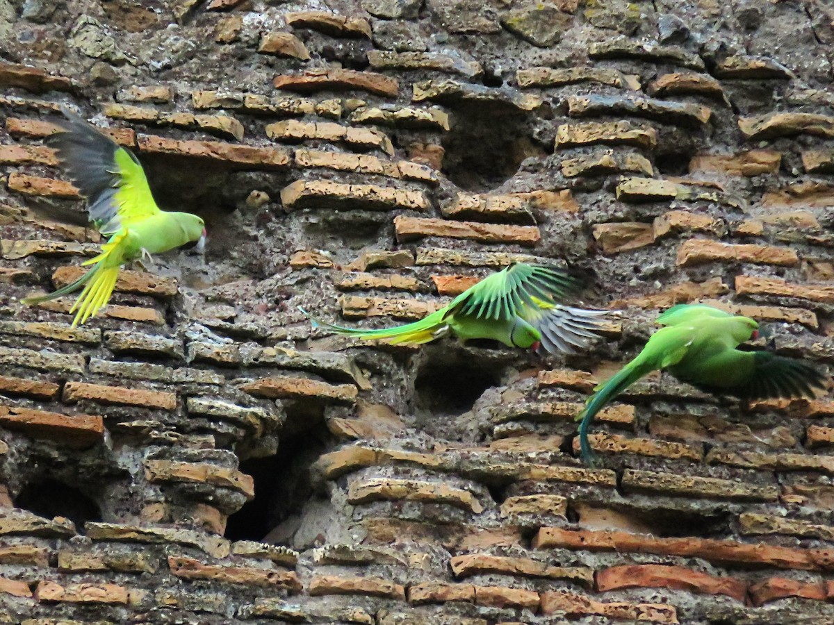 ホンセイインコ - ML643633352