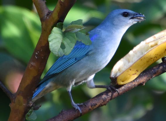 Azure-shouldered Tanager - ML643633355