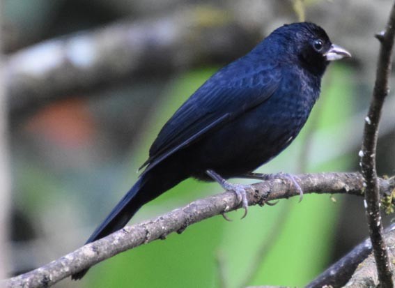 Ruby-crowned Tanager - ML643633364