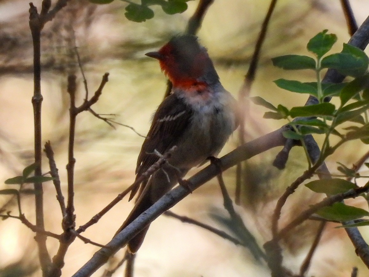 Red-faced Warbler - ML643633368