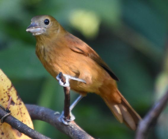 Ruby-crowned Tanager - ML643633377
