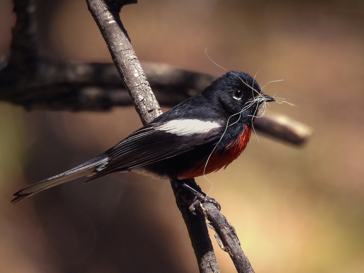 Painted Redstart - ML643633380