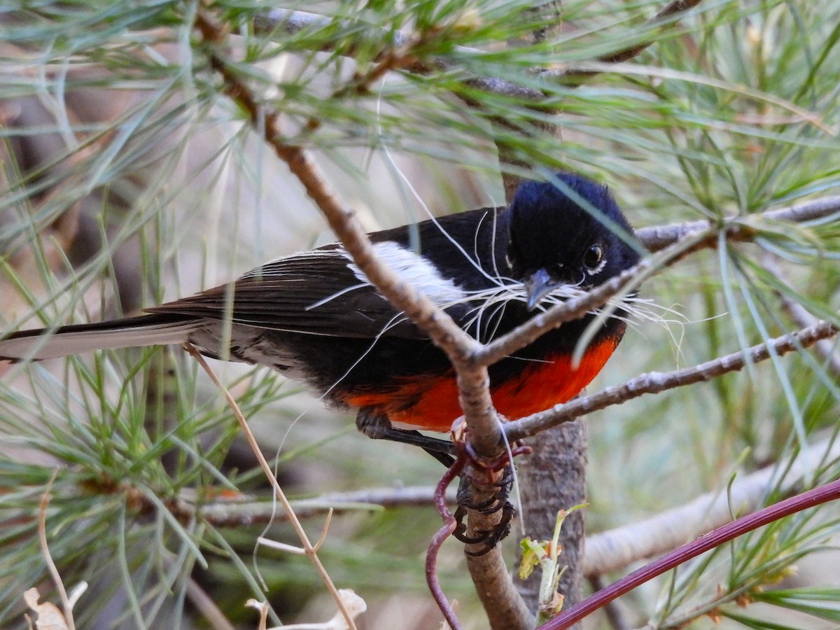 Painted Redstart - ML643633381