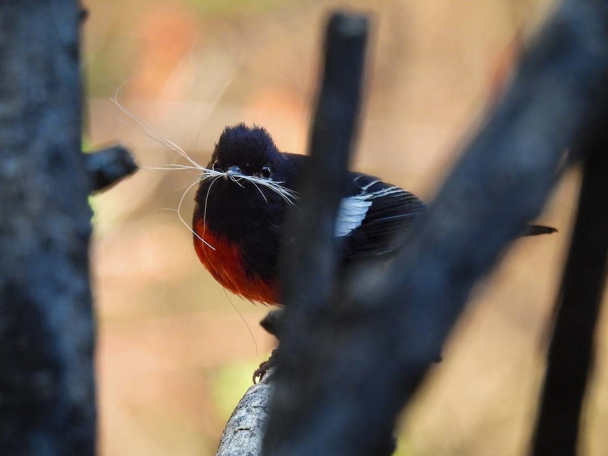 Painted Redstart - ML643633382