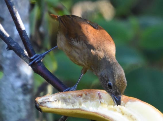 Ruby-crowned Tanager - ML643633392